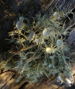 29th Dec 2023 - Sunlit Lichens..