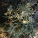 Sunlit Lichens.. by robz