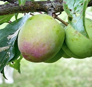 30th Dec 2023 - Our plums are just starting to ripen 