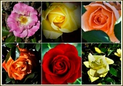 30th Dec 2023 - Collage Of Favorite Roses ~   