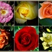Collage Of Favorite Roses ~    by happysnaps