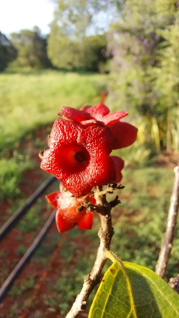 Red flower by kerenmcsweeney