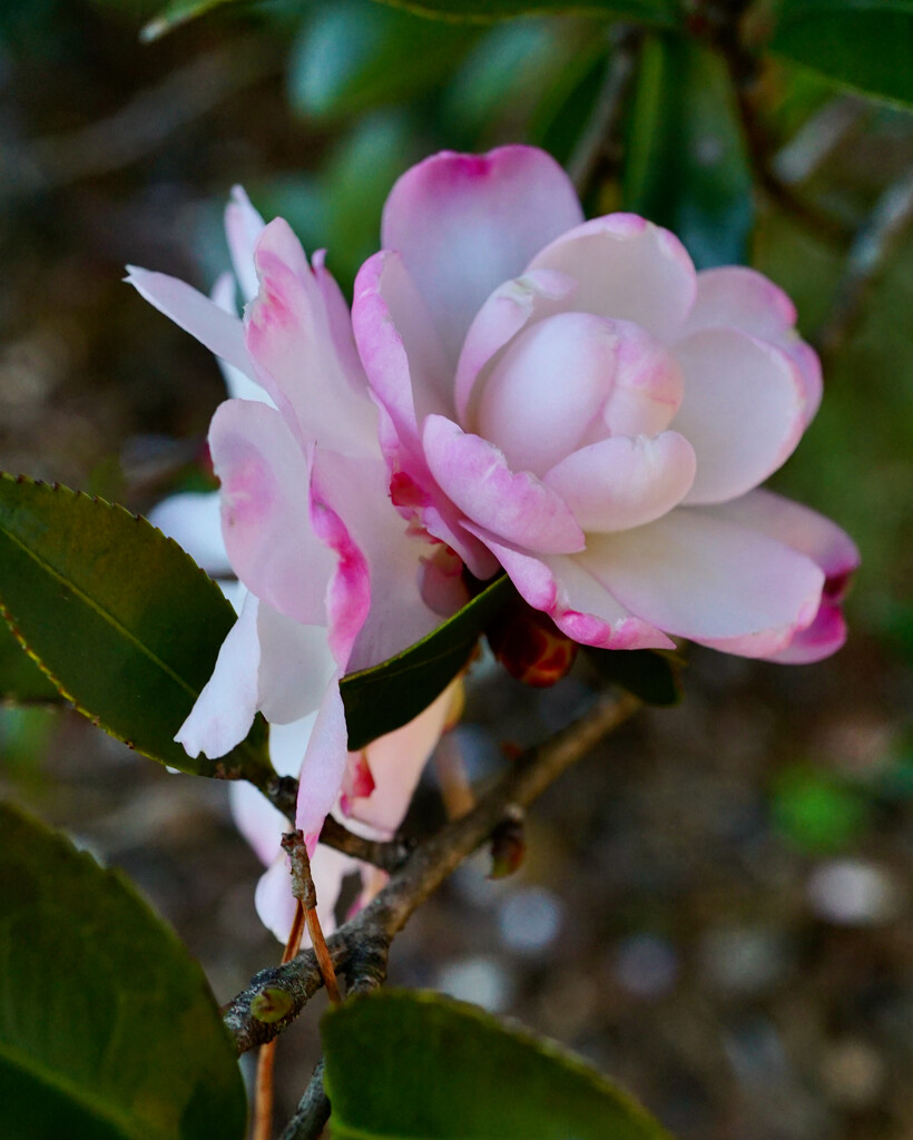 A good year for camellias by eudora