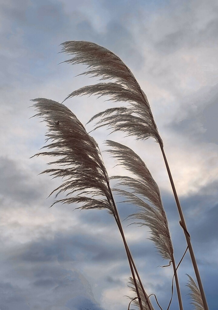 Blowing in the wind  by angelar