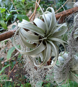 29th Dec 2023 - Tillandsia gardneri