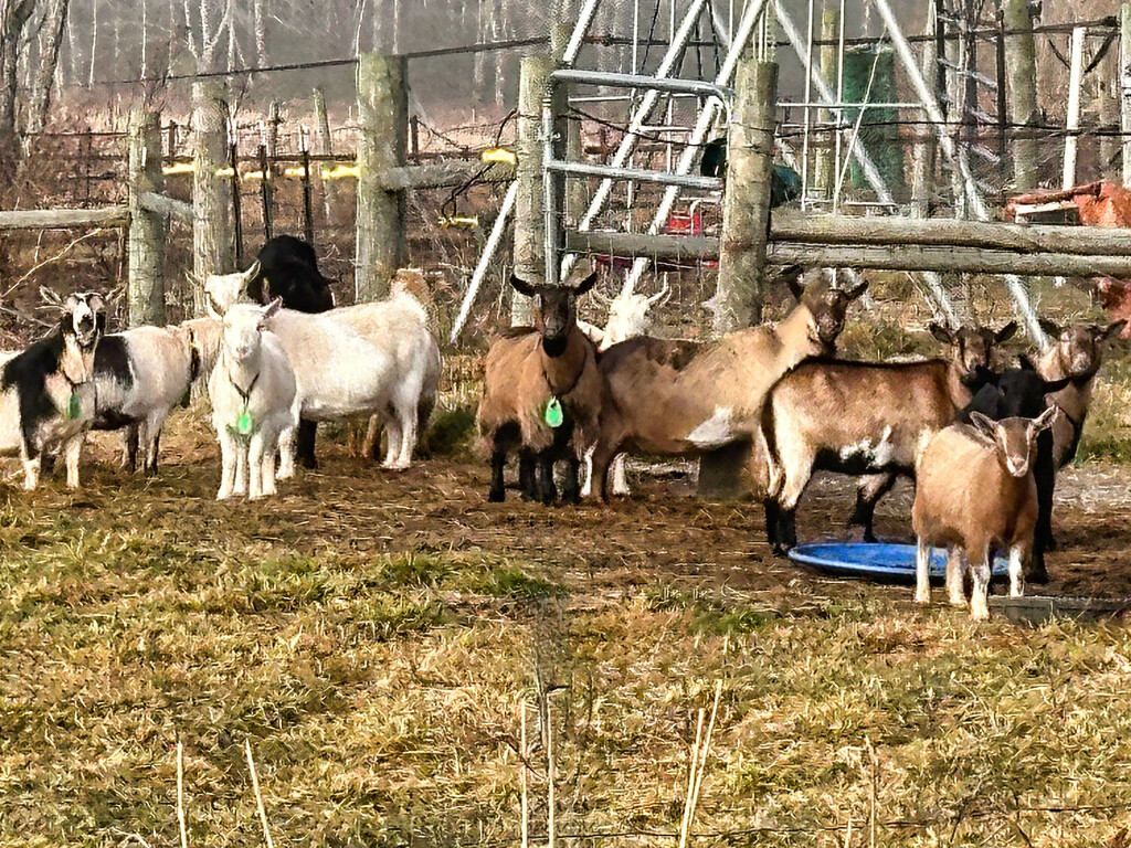 The goat stare by joansmor