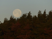 27th Dec 2023 - Morning Moonset.
