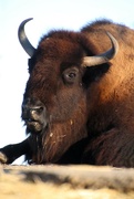 13th Dec 2023 - Up Close With A Bison