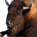 Up Close With A Bison by randy23