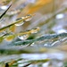 Icy Grass by lynnz