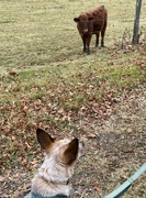 22nd Dec 2023 - cattle dog meets cow for the first time