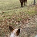 cattle dog meets cow for the first time by wiesnerbeth