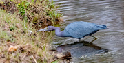 29th Dec 2023 - One More of the Little Blue Heron!