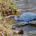 One More of the Little Blue Heron! by rickster549