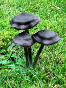 23rd Dec 2023 - ~Mushrooms in yard~