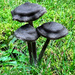 ~Mushrooms in Yard~ by crowfan