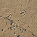 Footprints by edorreandresen