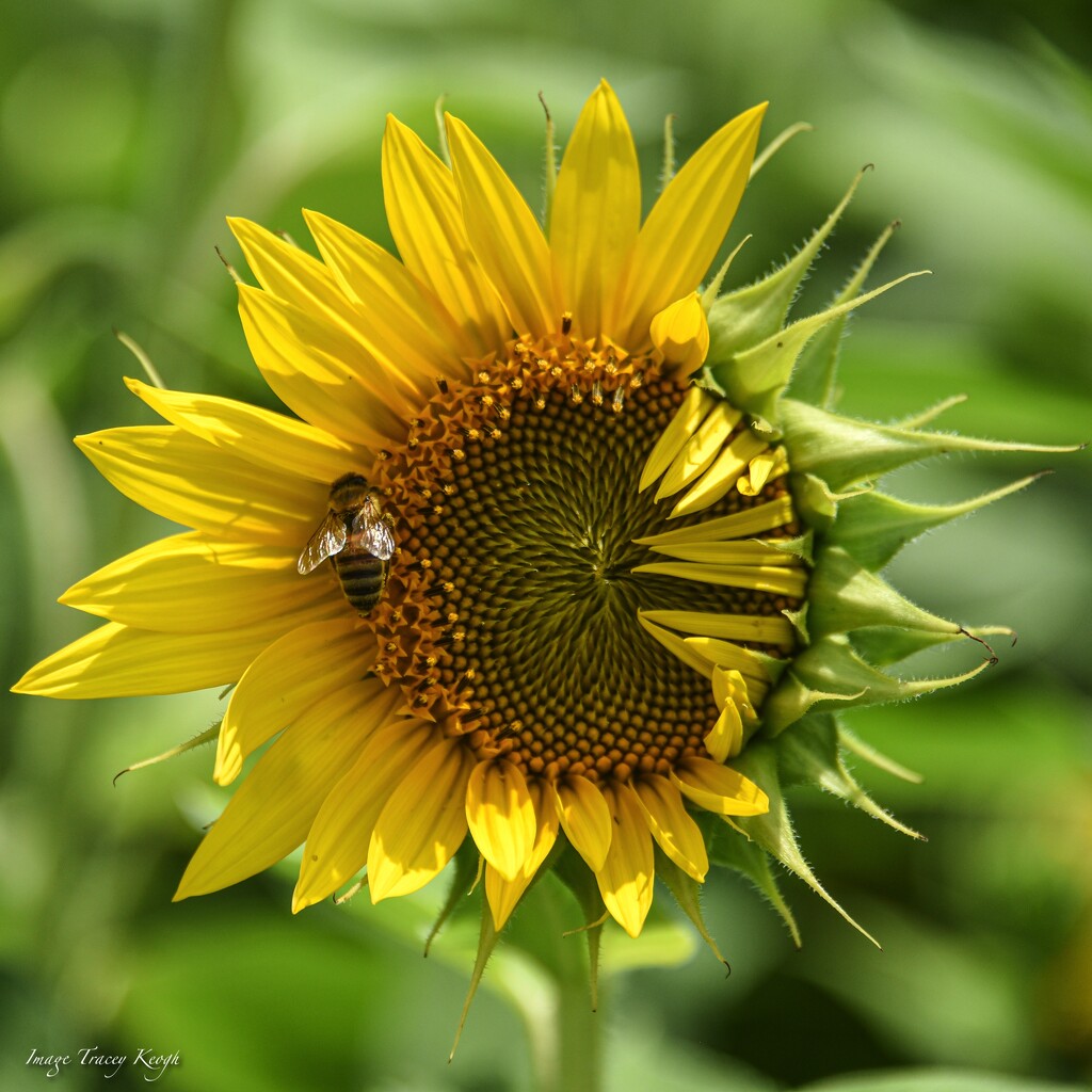 Sunflower 🌻  and Bee 🐝  by imagesbytracey