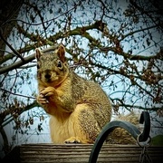 30th Dec 2023 - Awaits a Squirrel