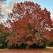 Shumard oak Autumn finery, late December 2023 by congaree