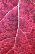 30th Dec 2023 - Detail from an oakleaf hydrangea