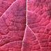 Detail from an oakleaf hydrangea by congaree
