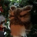 Christmas tree Owl by radiogirl