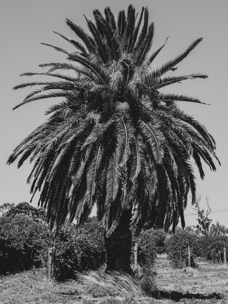 Date palm trees by nannasgotitgoingon
