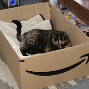 29th Sep 2023 - Lily Loving The Amazon Box