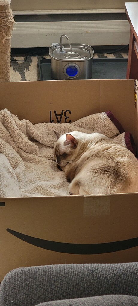 Daisy Sleeping In The Box by shesays