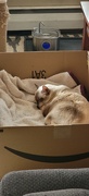 1st Oct 2023 - Daisy Sleeping In The Box