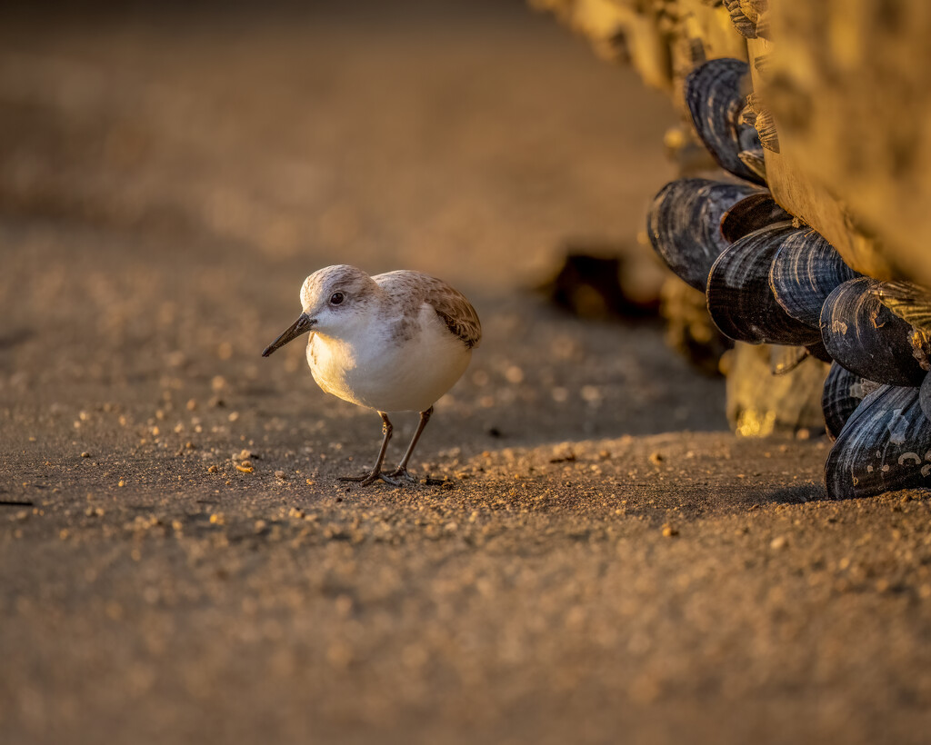 Muscles and Sanderling as the sunsets by nicoleweg