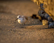 30th Dec 2023 - Muscles and Sanderling as the sunsets