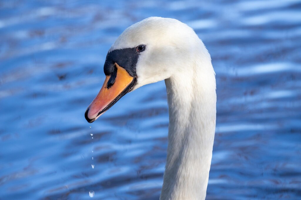Mute Swan by phil_sandford