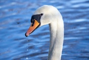 30th Dec 2023 - Mute Swan