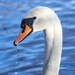 Mute Swan by phil_sandford