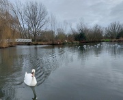 30th Dec 2023 - Lonely swan