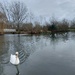 Lonely swan by busylady