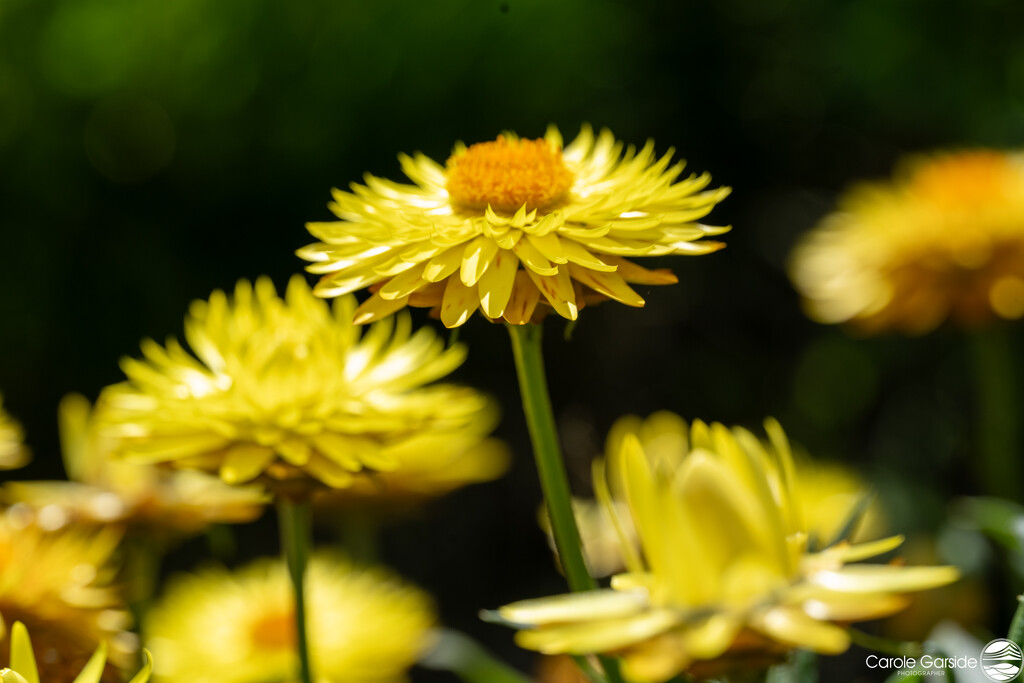 Yellow strawflowers by yorkshirekiwi