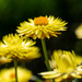 Yellow strawflowers by yorkshirekiwi