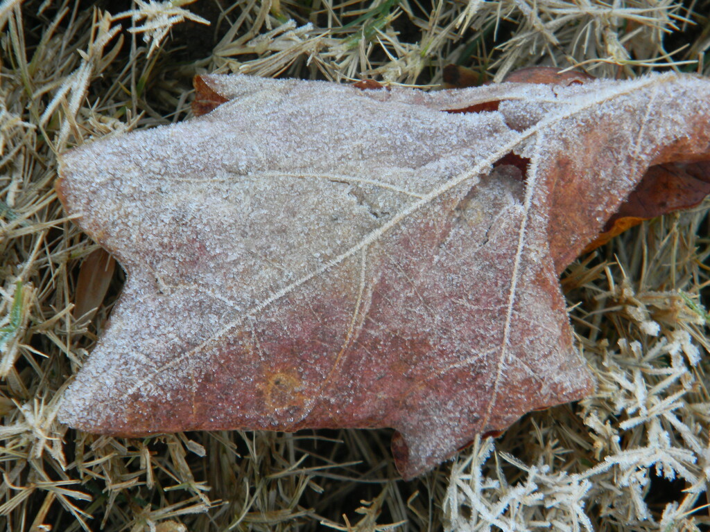 Frost on Leaf  by sfeldphotos