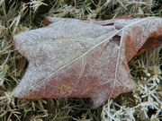 12th Dec 2018 - Frost on Leaf 