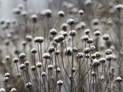 30th Dec 2023 - frosted flowers