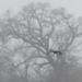 Canada goose and a spooky tree by rminer
