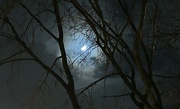30th Dec 2023 - Moonlit Night