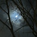 Moonlit Night by carole_sandford