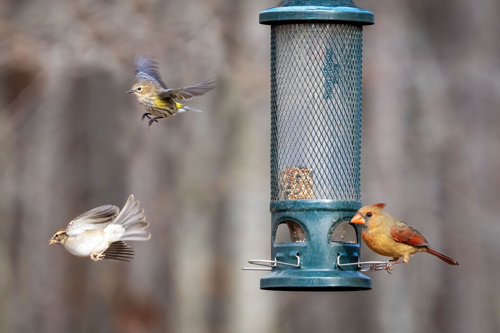Busy Day at the Feeder by kvphoto