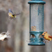 Busy Day at the Feeder by kvphoto