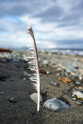 28th Dec 2023 - Beach Feather