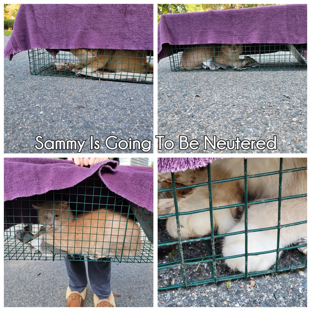 Sammy Is Off To Be Neutered by shesays